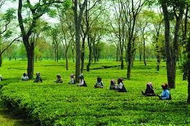 Tea Husbandry & Technology