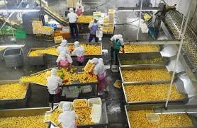 FRUIT PROCESSING (JAM, JELLY, JUICE)