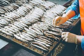 FISH FOOD PROCESSING